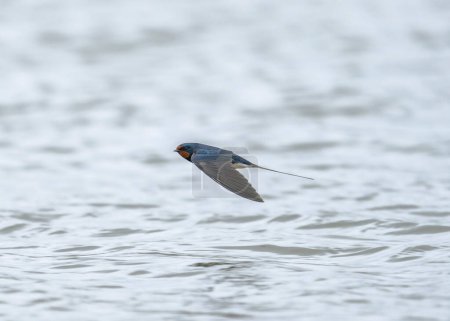 Foto de Barn swallow (Hirundo rustica) is the most widespread species of swallow in the world. Barn swallow (Hirundo rustica) in flight over the lake - Imagen libre de derechos