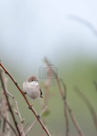 Photo for Common whitethroat or greater whitethroat (Curruca communis) is a common and widespread typical warbler in Europe. - Royalty Free Image