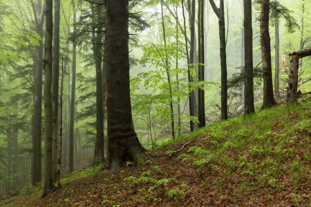 Foto de Un bosque de haya-abeto en la niebla es un paisaje forestal mágico. Bosques de haya de los Cárpatos en una mañana lluviosa de verano. Paisajes forestales de Europa. - Imagen libre de derechos