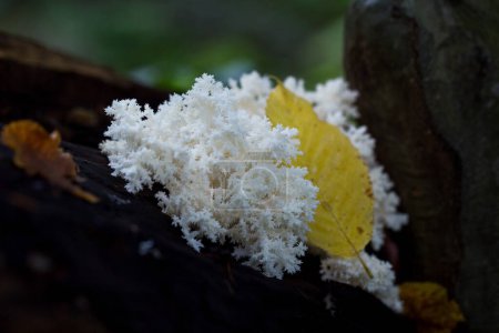 Foto de Hericium coralloides es un hongo saprotrófico, comúnmente conocido como hongo dental de coral o hongo de peine de coral. Crece en árboles de frondosas muertas. - Imagen libre de derechos