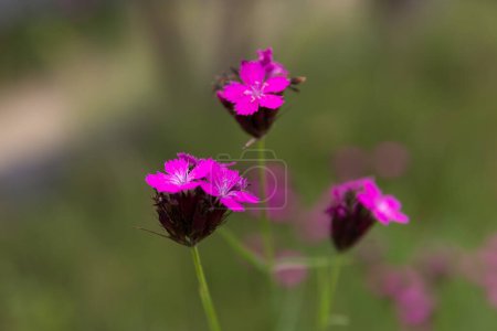 Dianthus carthusianorum, commonly known as Carthusian pink, is a species of the Caryophyllacea family - a wild flower of Europe.