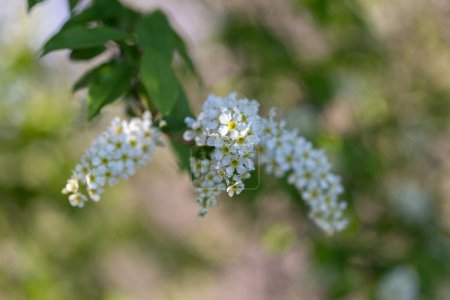 Prunus padus, known as bird cherry, hackberry, hagberry, or Mayday tree, is a flowering plant in the Rosaceae family. bird cherry flowers, macro, selective focus.