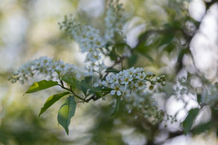 Prunus padus, known as bird cherry, hackberry, hagberry, or Mayday tree, is a flowering plant in the Rosaceae family. bird cherry flowers, macro, selective focus.