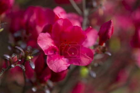 Rote Rhododendronblüten blühen im Frühlingsgarten. Rote Rhododendronblüten im Garten, Makro. Rote Azalee blüht Makro mit verschwommenen