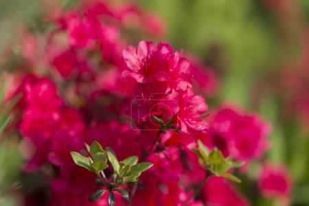 Rote Rhododendronblüten blühen im Frühlingsgarten. Rote Rhododendronblüten im Garten, Makro. Rote Azalee blüht Makro mit verschwommenen