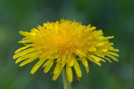 Yellow dandelion flower (Taraxacum officinale) macro. Taraxacum officinale, the dandelion or common dandelion is a plant in the family Asteraceae. Macro details of Taraxacum officinale flower.