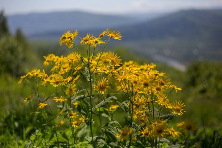 Austrian leopard's-bane (Doronicum austriacum) plant of the Asteraceae family, during flowering, in the natural ecosystem of the Carpathian Mountains.