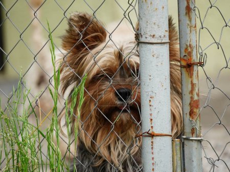 Yorkshire terrier dog sits behind a cage and looks at the camera. Dog behind the fence