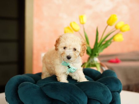 Niedlicher verspielter Pudelwelpe ruht auf einem Hundebett. Ein kleiner charmanter Hund mit lustigen Ohren liegt in einer Chaiselongue. Haustiere