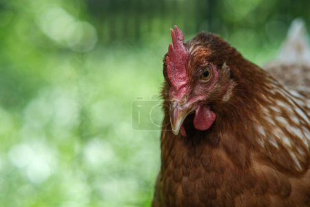 Photo for Close-up of a chickens head. Head of a red chicken macro photo. - Royalty Free Image