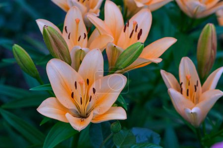 Téléchargez les photos : Lys orange dans le jardin de la maison. Beau jardin fleuri d'été. - en image libre de droit