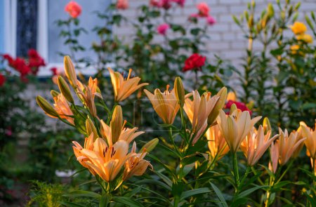 Téléchargez les photos : Lys orange dans le jardin de la maison. Beau jardin fleuri d'été. Fleurs près de la fenêtre. - en image libre de droit
