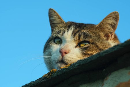 Téléchargez les photos : Le museau d'un chat en gros plan contre le ciel bleu. Le chat se trouve sur le toit au coucher du soleil. - en image libre de droit