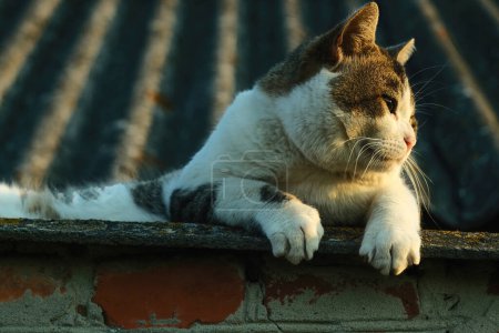 Téléchargez les photos : Le chat se trouve sur le toit et regarde le coucher du soleil. Un chat en gros plan. Coucher de soleil lumineux et chat tacheté. - en image libre de droit