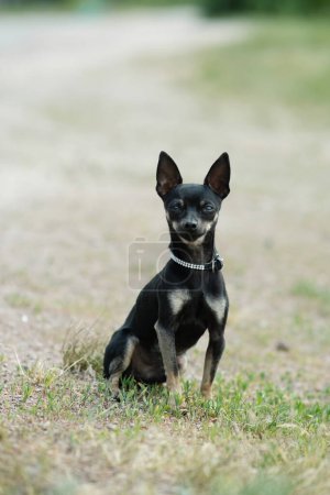 Téléchargez les photos : Terrier jouet noir sur herbe verte. Chien décoratif pour une promenade. - en image libre de droit