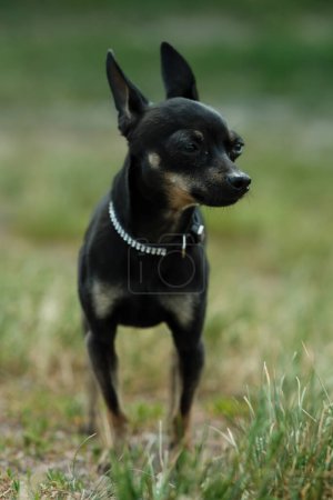 Téléchargez les photos : Terrier jouet noir sur herbe verte. Chien décoratif pour une promenade. - en image libre de droit