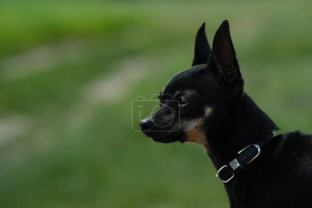 Photo for Black toy terrier on green grass. Decorative dog for a walk. - Royalty Free Image