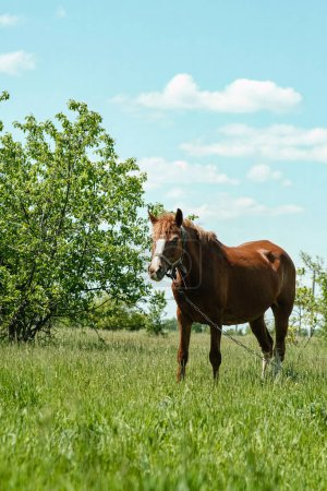 Foto de Un caballo rojo pastando en un césped verde, sobre el fondo de arbustos y árboles. El caballo está atado a una cadena. Caballo flaco. - Imagen libre de derechos