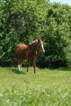 Téléchargez les photos : Un cheval rouge broute sur une pelouse verte, sur fond de buissons et d'arbres. Le cheval est attaché à une chaîne. Cheval maigre. - en image libre de droit