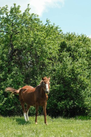 Téléchargez les photos : Un cheval rouge broute sur une pelouse verte, sur fond de buissons et d'arbres. Le cheval est attaché à une chaîne. Cheval maigre. - en image libre de droit