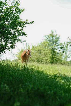 Téléchargez les photos : Des buissons et une pelouse, un cheval rouge est flou en arrière-plan. Le cheval du village mange de l'herbe en arrière-plan. - en image libre de droit