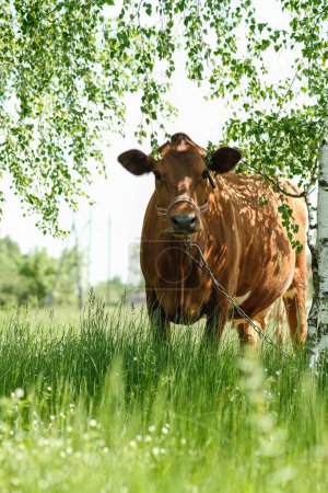 Foto de El ganado rojo está debajo de un abedul. Un césped con una vaca pura sin cuernos, flores, hierba y abedul. - Imagen libre de derechos