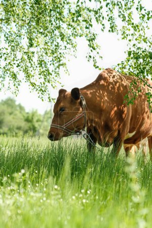 El ganado rojo está debajo de un abedul. Un césped con una vaca pura sin cuernos, flores, hierba y abedul.