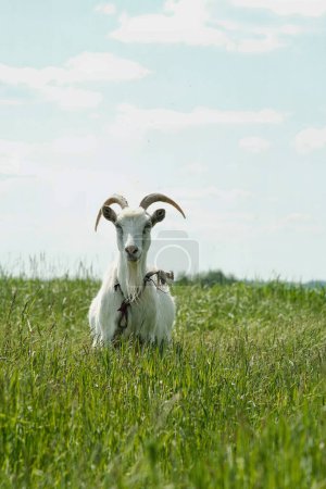 Photo for White goat with horns. The goat grazes on the green grass. Goat close-up. A goat grazes on a tied flail in a meadow. - Royalty Free Image