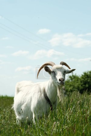 Téléchargez les photos : Chèvre blanche avec cornes. La chèvre paît sur l'herbe verte. Gros plan sur la chèvre. Une chèvre paît sur un fléau attaché dans une prairie. - en image libre de droit