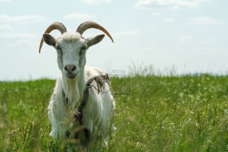 Foto de Cabra blanca con cuernos. La cabra roza en la hierba verde. Primer plano de cabra. Una cabra roza en un grito atado en un prado. - Imagen libre de derechos