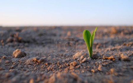 Foto de La planta sale del suelo al atardecer. Brotes de maíz en el campo. Puesta de sol en un campo donde se siembran plantas agrícolas. La temporada de siembra de productos agrícolas. - Imagen libre de derechos
