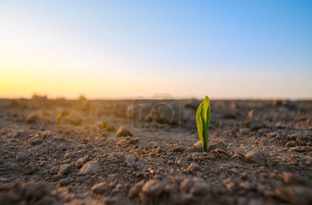 Photo for The plant comes out of the ground at sunset. Corn sprouts in the field. Sunset in a field where agricultural plants are sown. The season for sowing agricultural products. - Royalty Free Image