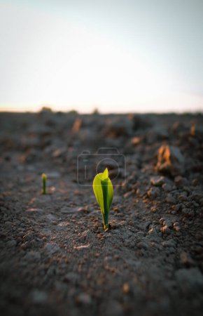 Photo for The plant comes out of the ground at sunset. Corn sprouts in the field. Sunset in a field where agricultural plants are sown. The season for sowing agricultural products. - Royalty Free Image