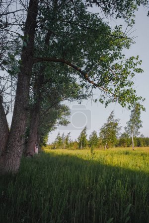 Téléchargez les photos : Paysage de mai avec arbres et végétation. Grands arbres hauts avec une belle lumière du soleil. - en image libre de droit