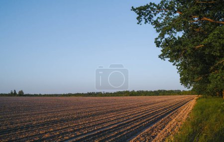Téléchargez les photos : Paysage de champs et plantations semés et cultivés avec arbres et ciel bleu. Un endroit où vous pouvez mettre des machines agricoles. Champs de coucher de soleil avec arbres. - en image libre de droit