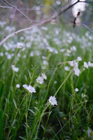 Téléchargez les photos : Fleurs sauvages blanches - poussent densément dans l'herbe haute. Fleurs sauvages avec un centre jaune. - en image libre de droit