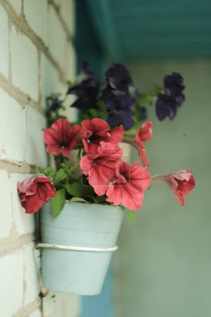 Foto de Petunia roja de cerca en una olla blanca. Petunia lila en el fondo. - Imagen libre de derechos