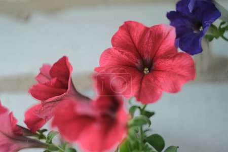 Téléchargez les photos : Gros plan pétunia rouge dans un pot blanc. Pétunia lilas en arrière-plan. - en image libre de droit