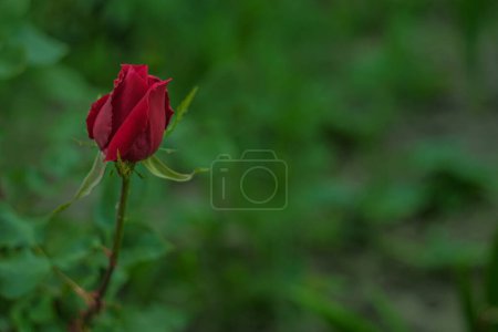 Foto de Solitaria rosa sobre un fondo de hierba borrosa. Flor en el jardín. Jardinería doméstica. - Imagen libre de derechos