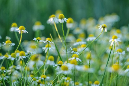 Photo for Flowering. Chamomile. Blooming chamomile field, Chamomile flowers on a meadow in summer - Royalty Free Image