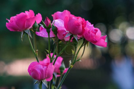 Photo for Rose bush. Lots of pink flowers on one branch. Pink flower petals. Flowers in the garden. - Royalty Free Image