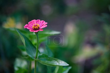 Foto de Nogodok en el jardín. Una flor rosa solitaria con un centro amarillo en un jardín. Flor sobre un fondo verde. - Imagen libre de derechos