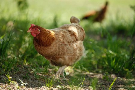 Téléchargez les photos : Une poule rouge broute dans l'herbe verte. Élever de la volaille. Poulets dans le jardin. - en image libre de droit