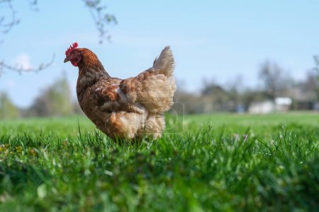 Foto de Una gallina roja roza en la hierba verde. Criando aves. Pollos en el jardín. - Imagen libre de derechos
