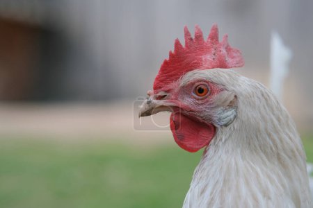 Photo for Head of a white chicken close-up. Sale of eggs and chicken meat at home. Home farm. - Royalty Free Image