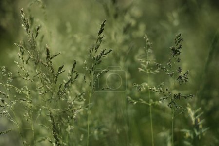 Background with spikelet of grass. Field grass, seeds close-up.