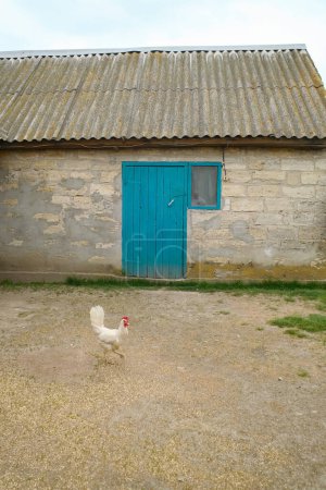 Foto de Una gallina ponedora blanca camina por el patio. Patio con una puerta verde y una ventana, un pollo en el fondo de un granero. - Imagen libre de derechos