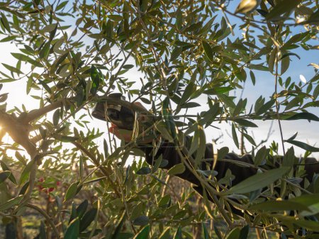 Téléchargez les photos : Partie d'une branche d'olivier avec le coucher de soleil derrière elle. Concept d'agriculture. - en image libre de droit