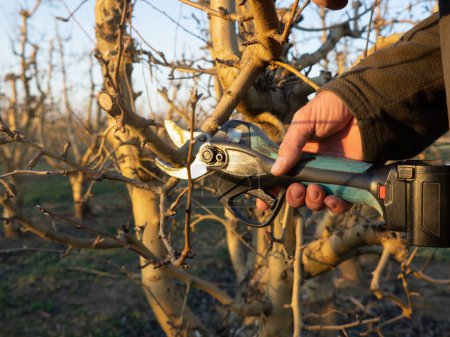 Die Hand eines Mannes mit einer elektrischen Schere schneidet im Winter einen Ast eines Obstbaums. Landwirtschaftskonzept.