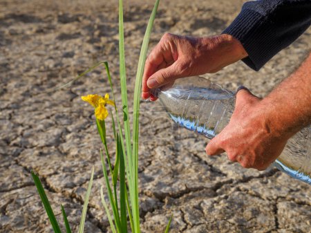 Photo for Person watering a flower after planting in dry soil metaphor solution climate change, Sustainability and Save the world. - Royalty Free Image